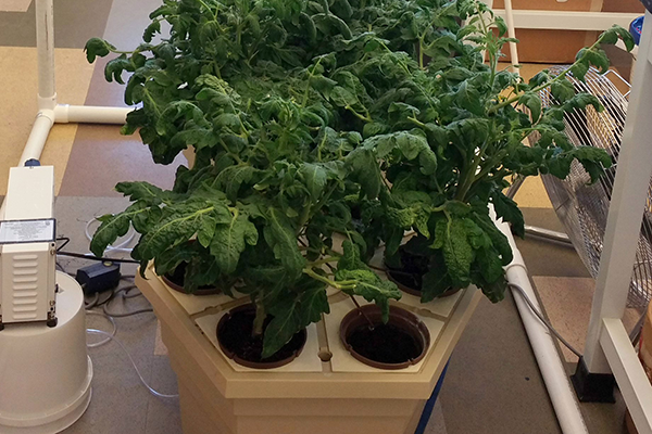 Indoor hydroponic garden featured in Sustainable Solutions Lab
