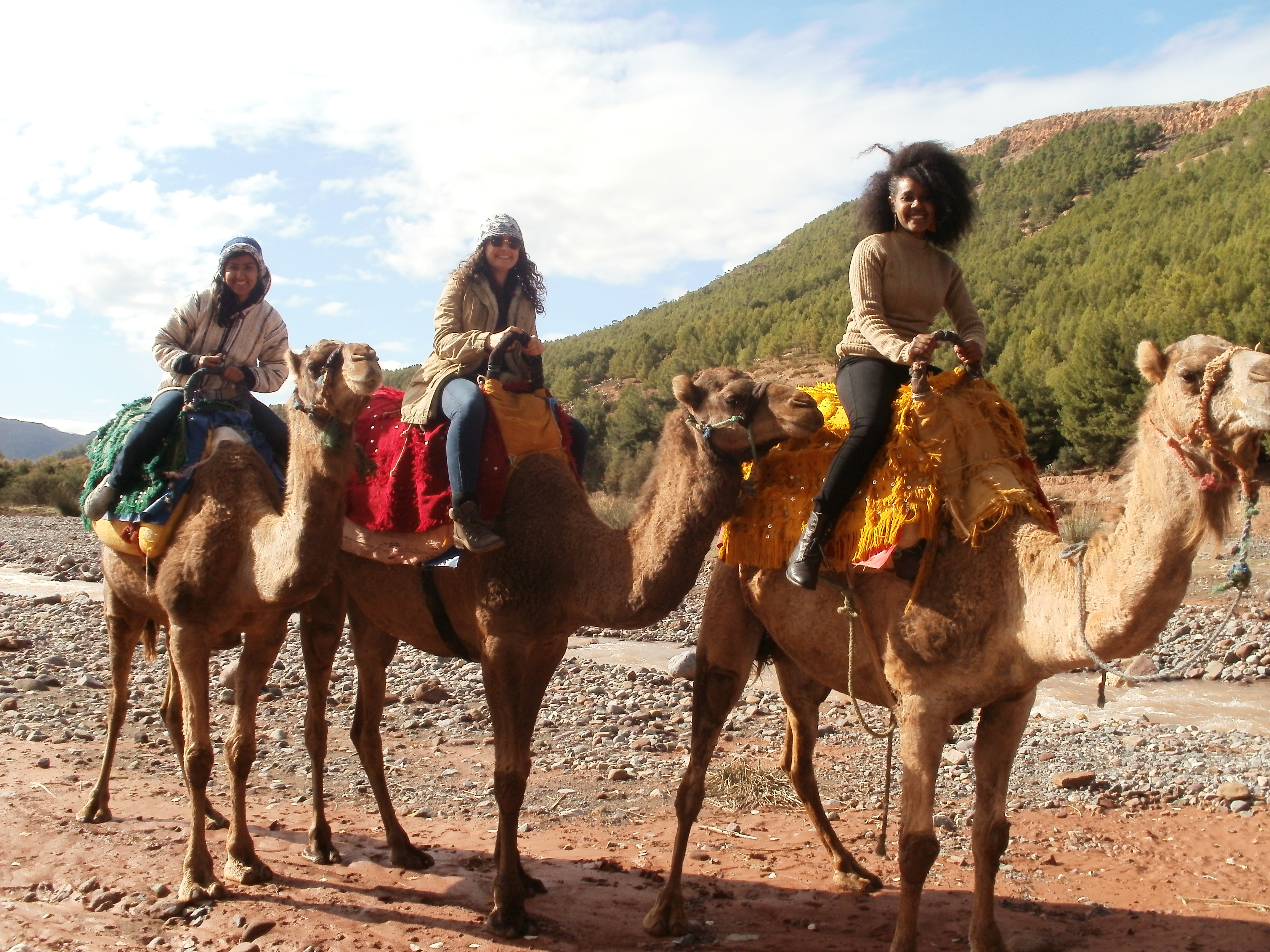 three camels