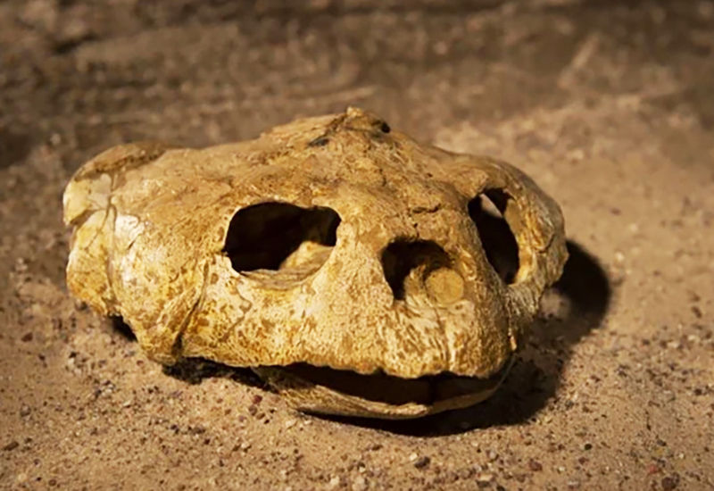 marine turtle fossil